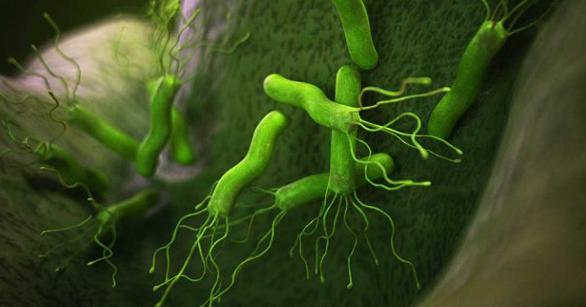 Helicobacter-pylori.jpg